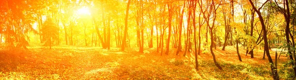 Schöne Herbst Hintergrund Mit Gelben Und Roten Blättern — Stockfoto