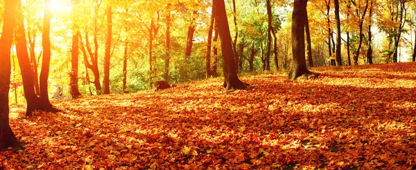 Hermoso Fondo Otoño Con Hojas Amarillas Rojas — Foto de Stock