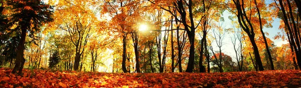 Schöne Herbst Hintergrund Mit Gelben Und Roten Blättern — Stockfoto