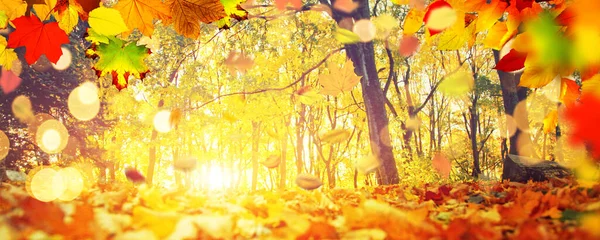 Schöne Herbst Hintergrund Mit Gelben Und Roten Blättern — Stockfoto