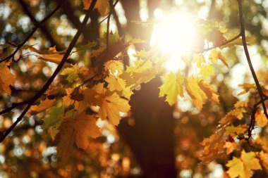 Sarı ve kırmızı yapraklı güzel sonbahar arkaplanı.