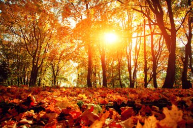 Sarı ve kırmızı yapraklı güzel sonbahar arkaplanı.