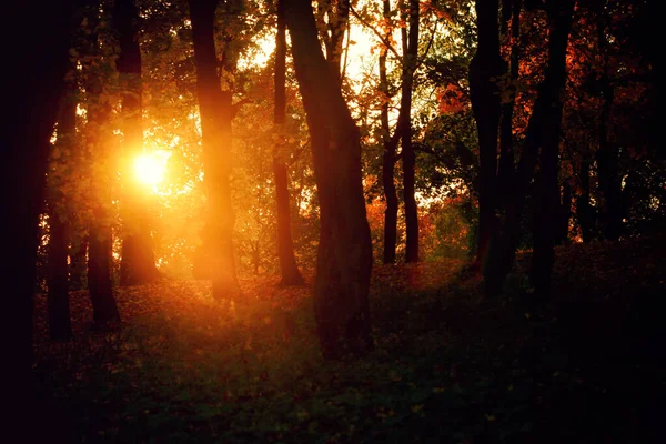 Schöne Herbst Hintergrund Mit Gelben Und Roten Blättern — Stockfoto