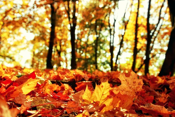 Mooie Herfst Achtergrond Met Gele Rode Bladeren — Stockfoto