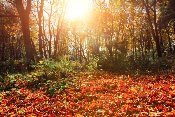 Schöne Herbst Hintergrund Mit Gelben Und Roten Blättern — Stockfoto