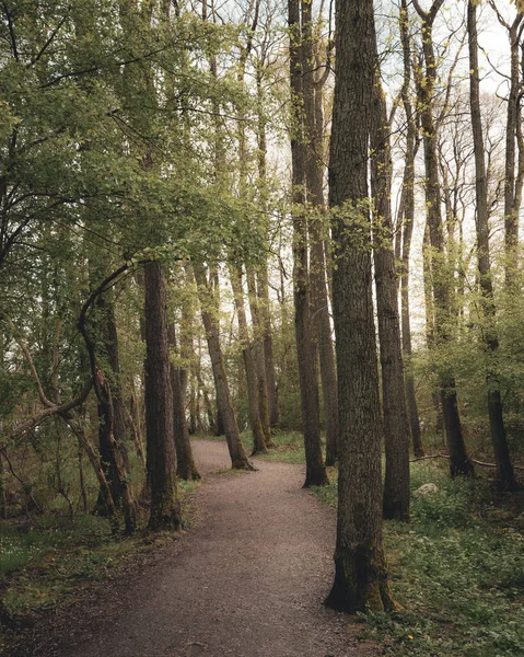 Ein Wanderweg Führt Durch Ein Waldgebiet Südschweden Namens Svaneholm — Stockfoto