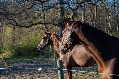 Otlakta iki at gün ışığına bakıyor.