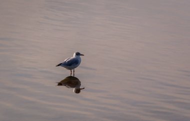 İsveç 'in Malmö kentindeki sahile yakın okyanusun sakin sularında tek bir martı duruyor.