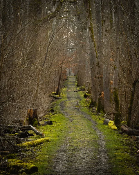 Eine Schotterstraße Führt Gerader Linie Durch Den Wald Waldgebiet Und — Stockfoto
