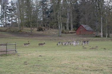 Büyük bir grup geyik İsveç 'in güneyinde Torup adı verilen ormanlık alanda yeşil otları yiyorlar.