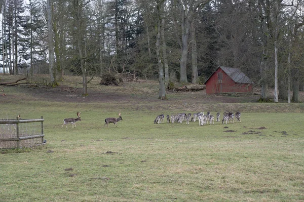 スウェーデン南部のトルプと呼ばれる森林地帯の緑の草を食べています — ストック写真