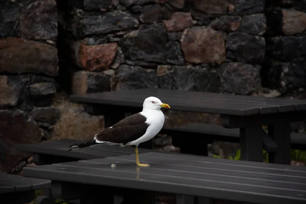 Una Gran Gaviota Está Pie Sobre Una Mesa Picnic — Foto de Stock