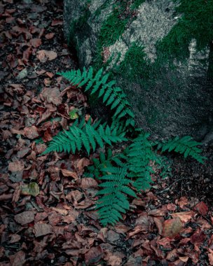 Orman zemininde ıslak sonbahar yaprakları olan bir kayanın yanında büyüyen küçük bir eğrelti otu.