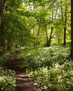 İsveç 'in Rovarekulan kentinde tam çiçeklenmiş yabani sarımsakla çevrili orman arazisinde küçük bir yol esiyor.