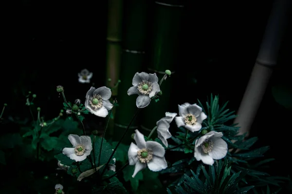Algunas Flores Blancas Arbusto Verde Una Atmósfera Oscura Malhumorada —  Fotos de Stock