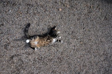 Kopyalama alanı olan yerdeki kedi