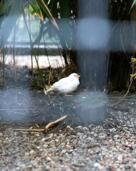 Mały Biały Ptaszek Pomarańczowym Dziobem Strasznym Wyrazem Twarzy Klatce — Zdjęcie stockowe