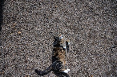 Çizgili bir kedi gözleri kapalı yerde yatıyordu.