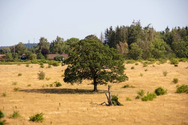 Solo Árbol Medio Hierba Amarilla Muy Seca Durante Verano Calor —  Fotos de Stock