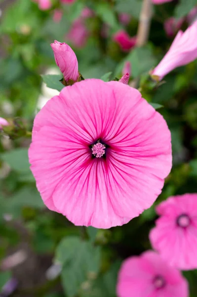 Uma Flor Rosa Closeup Jardim — Fotografia de Stock