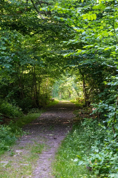 Eine Schotterstraße Umgeben Vom Sattgrünen Laub Des Waldes Einem Warmen — Stockfoto