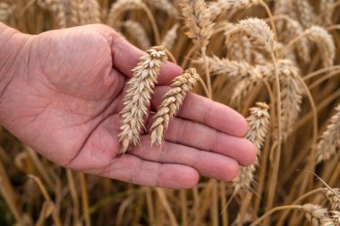 Yazın veya sonbaharın başlarında hasat edilmeye hazır altın buğday tutan erkek el.