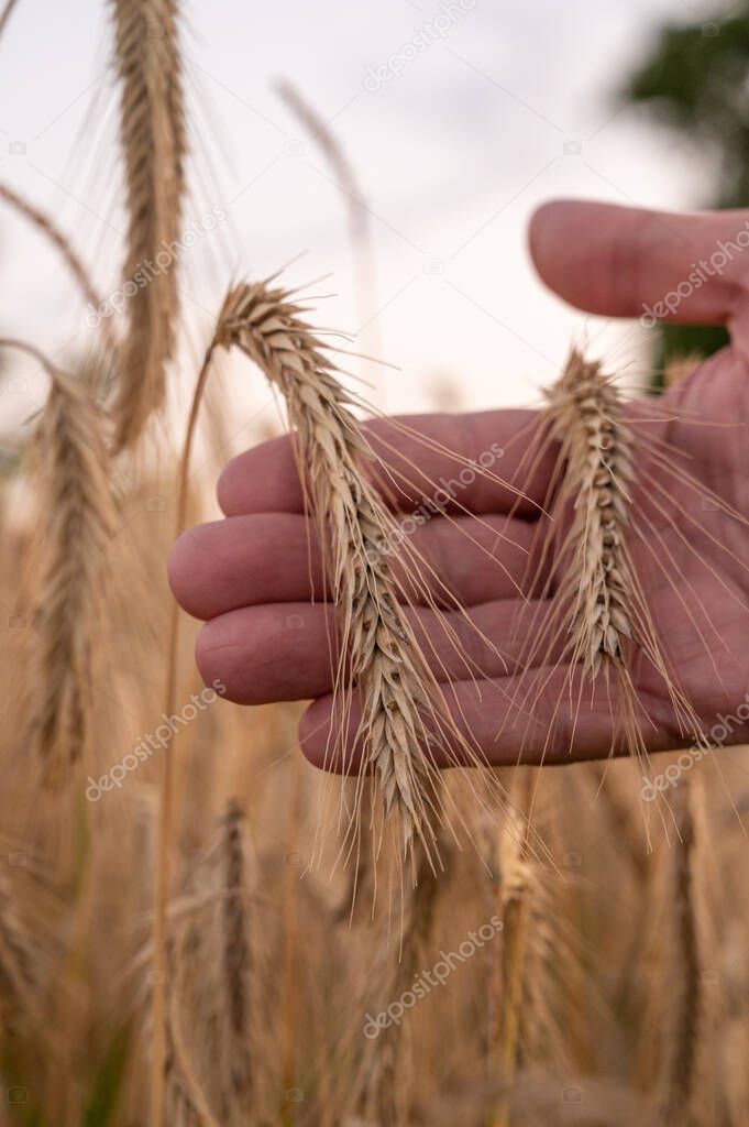 Male hand holding rye that is ready for harvest during summer and early fall