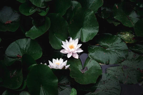 Zwei Seerosen Voller Blüte Einem Dunklen Und Stimmungsvollen Teich — Stockfoto