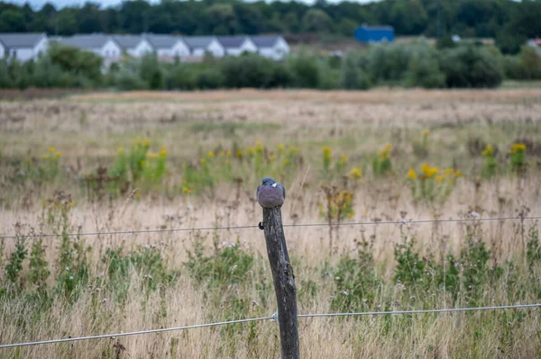 Una Paloma Sentada Poste Valla Descansando Entorno Rural —  Fotos de Stock