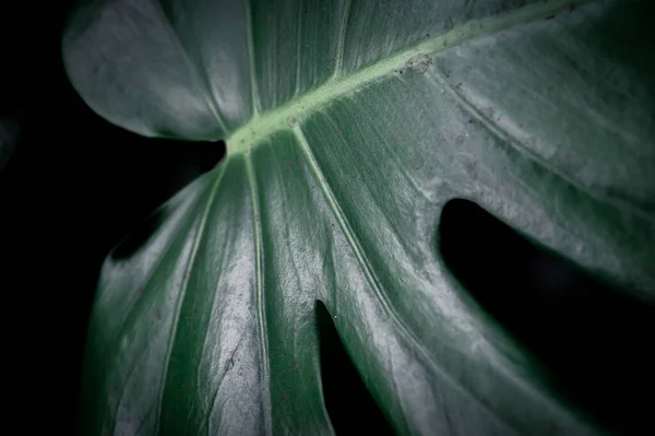 Abstraktní Tmavý Náladový Detailní Záběr Zeleného Listu Monstera — Stock fotografie