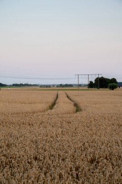 Tarımsal alandaki traktör izleri İsveç 'in güneyindeki Skane' de manzarada öncü çizgiler oluşturuyor.