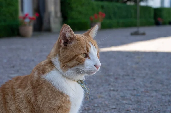 Närbild Porträtt Orange Katt Sittande Marken Slottsmiljö — Stockfoto