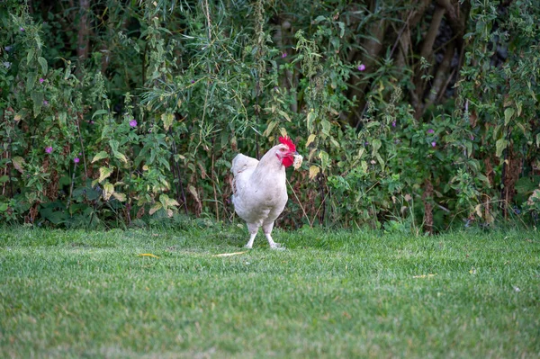 Vit Tupp Stående Gräs Med Brödbit Munnen — Stockfoto