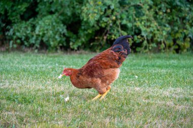 Bir tavuk, yeşil otları toplarken bir parça yavru buldu.