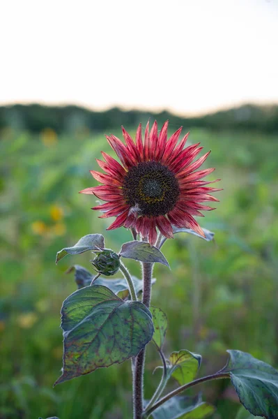 Red sunflower in full bloom on a green field blurred in the background