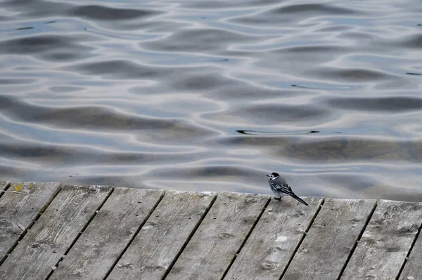 白色的小水鸟坐在木制的码头上 背景上有柔软的水波 — 图库照片