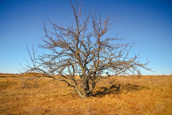 Sonbahar manzara. Sonbahar ağacı