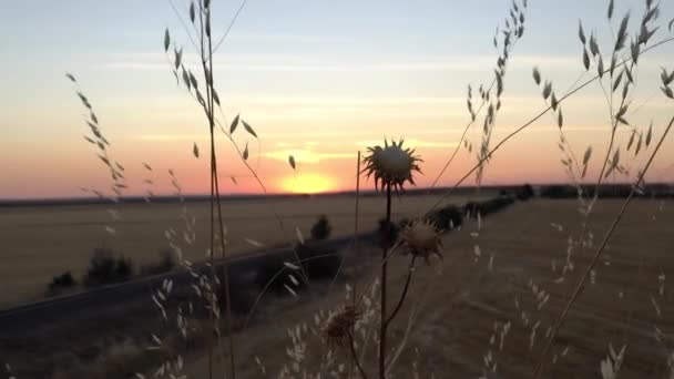 Natureza Verão Grama Prado Pôr Sol — Vídeo de Stock