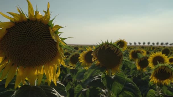 Pole Słoneczników Dla Rolnictwa Lecie Powolny Ruch Boczny — Wideo stockowe