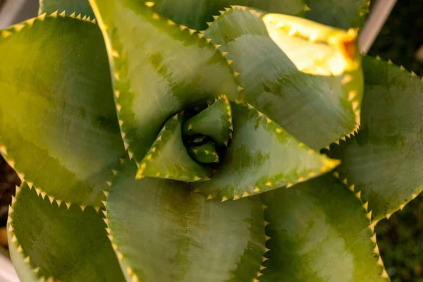 Растение Кактусового Сада Вид Сверху — стоковое фото