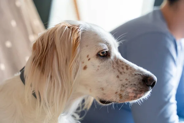 Cão Raça Setter Inglês Com Cabelos Brancos Avelã Olhos Sentados — Fotografia de Stock