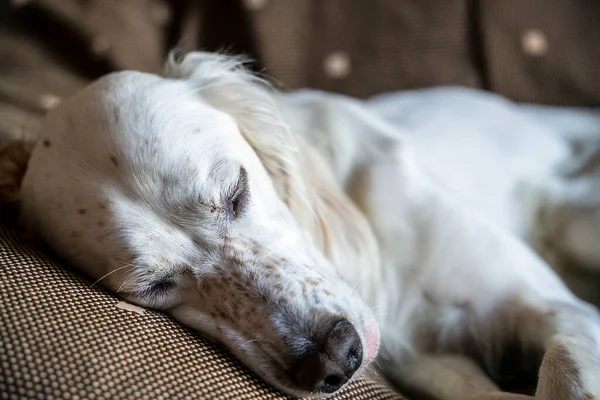 Cão Raça Setter Inglês Primeiro Plano Dormindo Sofá — Fotografia de Stock