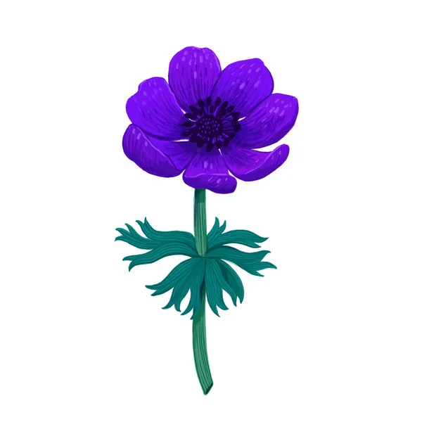 バイオレット ブルーのアネモネは白い背景で隔離。手描き色鉛筆のデジタル イラストです。白い背景の植物デザイン要素のコレクション — ストック写真