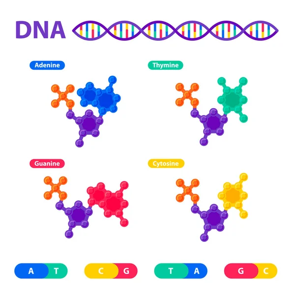 Estructura del ADN, concepto de secuenciación del genoma. Laboratorio de nanotecnología y bioquímica. Hélice molecular de ADN, genoma o estructura génica. Proyecto de genoma humano. Ilustración de vector de estilo plano — Archivo Imágenes Vectoriales