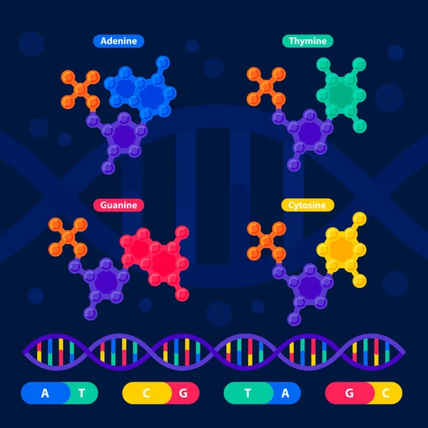 Struktura DNA, koncept sekvenování genomu. Nanotechnologie a biochemie laboratorní. Molekula šroubovice dna, genomu nebo genové struktury. Projekt lidského genomu. Plochý vektorové ilustrace — Stockový vektor