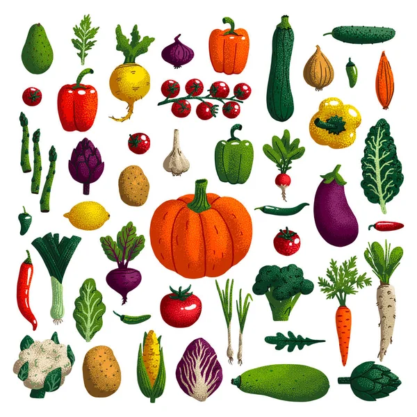 Gemüseset. Vielzahl von dekorativen Gemüse mit Kornstruktur isoliert auf weiß. Sammlung Bauernhof Produkt für Restaurant-Menü, Marktetikett. Vektorillustration. — Stockvektor