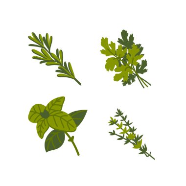 Mutfak bitkisi. Beyaz arka planda yaygın aromatik pişirme otları. Düz Vektör el çizimi çizimi.