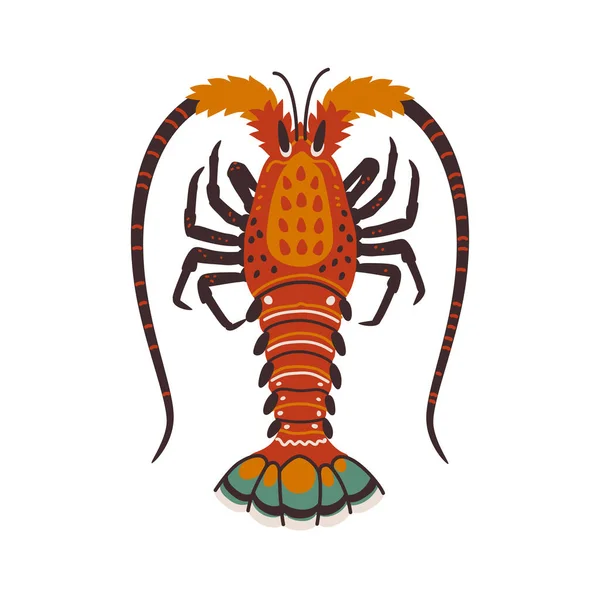 Homard épineux, langouste ou homard ou avec de longues antennes et sans griffes. — Image vectorielle
