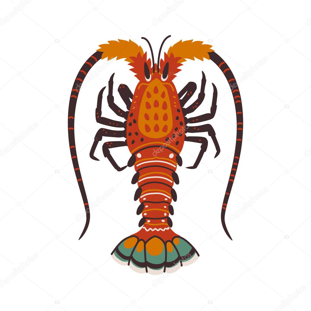 Spiny lobster, langouste or lobster or with long antennae and without claws.