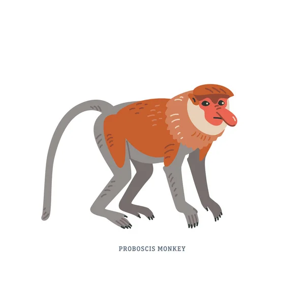 Proboscis 원숭이. 나 리스라 부투스 또는 긴코 원숭이. — 스톡 벡터